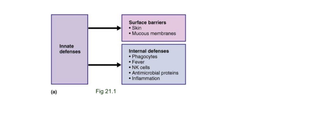 <p>A nonspecific defense system that responds to foreign substances and includes structural defenses, inflammatory processes antimicrobial proteins and phagocytes</p>