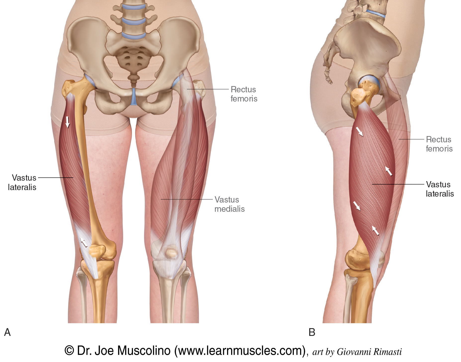 <p>origin → intertrochanteric line, greater trochanter, gluteal tuberosity, linea aspera of femur</p><p>insertion → tibial tuberosity via patellar ligament, patella, lateral condyle of tibia</p><p>action → leg extension at the knee joint</p><p>innervation → femoral nerve (L2-L4)</p><p>blood supply → lateral circumflex and deep femoral arteries; artery to quadriceps</p>