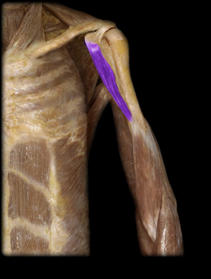 <p>Identification.</p>