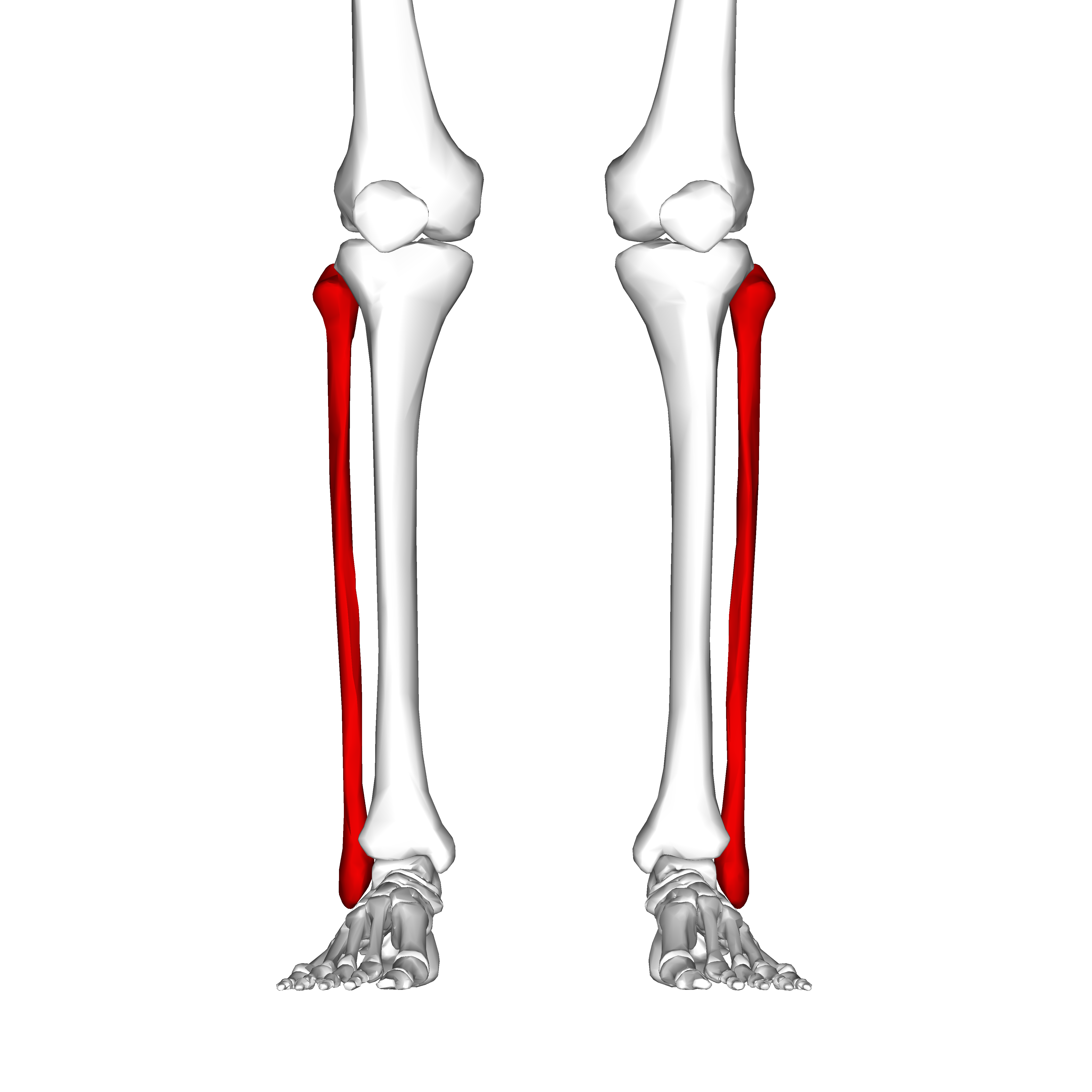 <p>Lateral aspect of the lower leg</p>