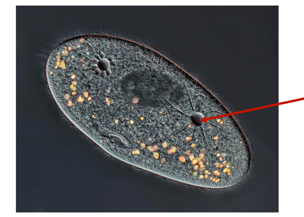 <p>What is this</p><p>is is aquatic or terrestrial </p><p>what is the arrow pointing to</p>
