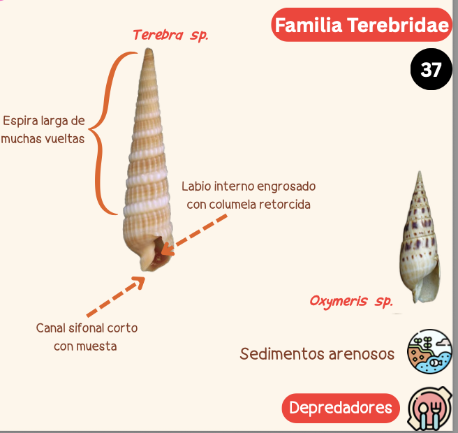<p><strong>FILO </strong>Mollusca<strong><br>CLASE </strong>Gastropoda<br><strong>SUBCLASE </strong>Caenogastropoda<br><strong>ORDEN </strong>Neogastropoda<br><strong>FAMILIA </strong>Terebridae<br><strong>GÉNERO</strong> <em><u>Oxymeris sp</u></em><strong><br>CARACTERÍSTICAS </strong><br><strong>RÁDULA </strong>Raquiglosa<strong><br>ALIMENTACIÓN </strong>Depredadores<strong><br>HÁBITAT </strong>Sedimentos arenosos</p>