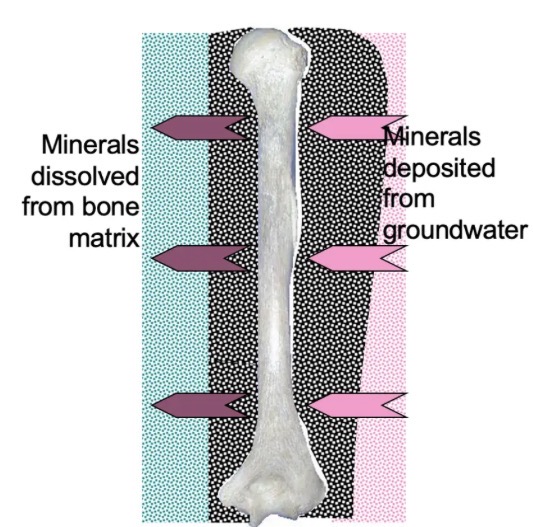 <ul><li><p>There are varying degrees of mineral</p></li></ul><p>replacement (0-100%).</p><ol><li><p>Stage 1 - Minerals from groundwater fill pores in the bone or shell.</p></li><li><p>Stage 2 - Minerals forming the bone matrix, or shell, are dissolved away and replaced by minerals e.g. iron oxide in the groundwater.</p></li></ol><p></p>
