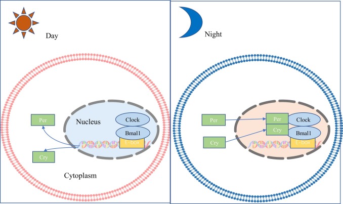 <p>Recall the names of the 2 proteins and their role in maintaining the biological clock </p>