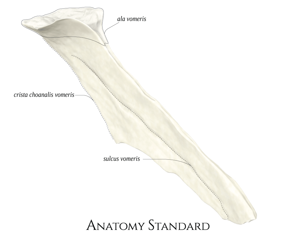 <p>what bone is this?</p>