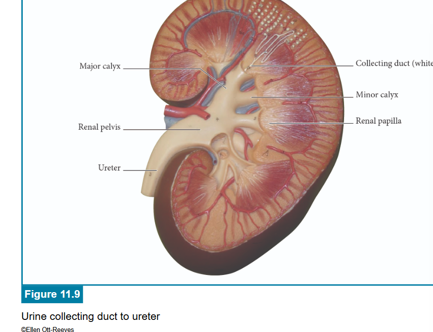 <p>correct answers</p>