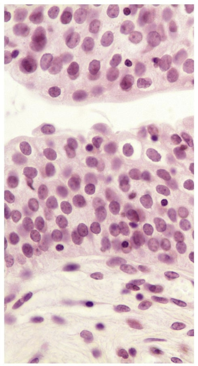 <p>what tissue is this</p>