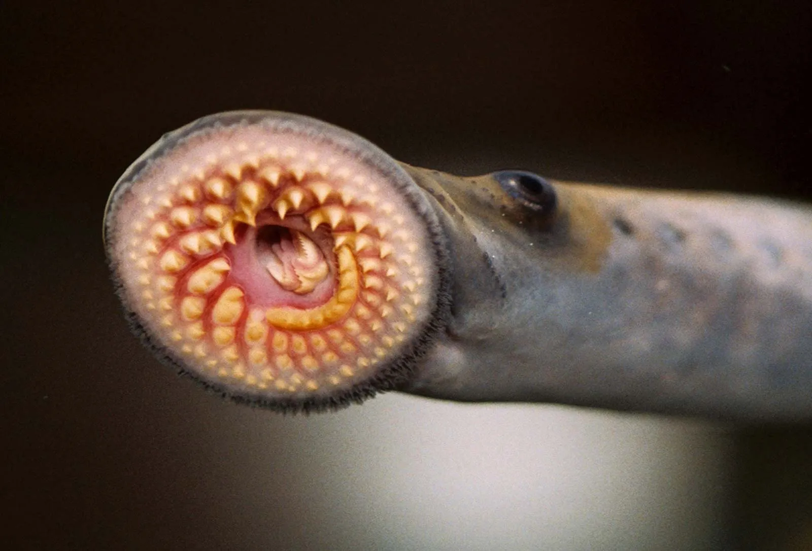 <p>Lamprey </p>