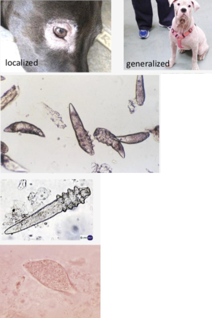 <p>What is the Genus for this mite?</p>