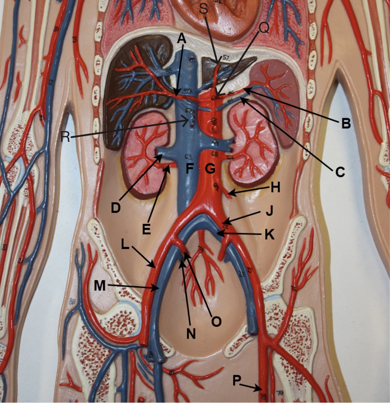 <p>In the image above, identify blood vessels A, B, C, D, E, F, G, H, J, K, L, M, N, O, P, Q, R, and S. &nbsp;(There is no letter I.)</p>