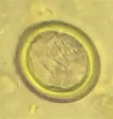 <p>Scientific and Common Name? (Canine and Feline)</p>