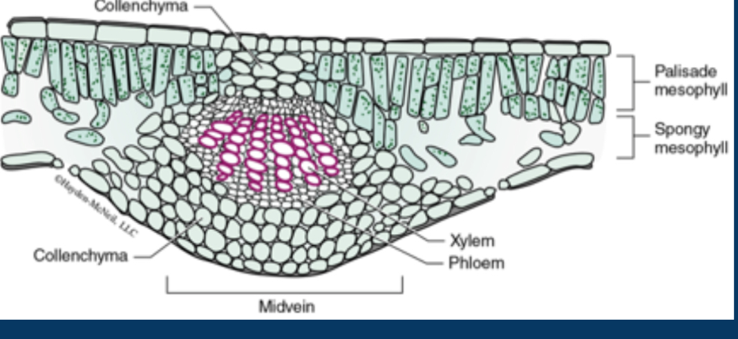 <p><span>What is this an image of?</span></p>