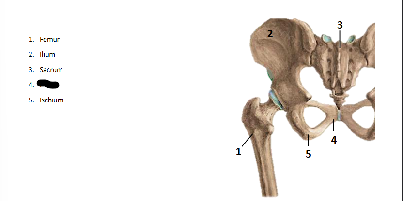 <p>What bone landmark is this within the <strong>Lower-Appendicular Skeleton?</strong></p>