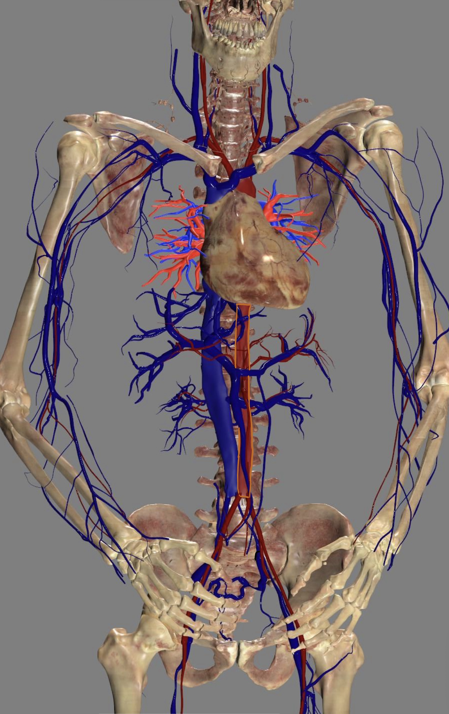 <p>posterior to heart</p><ul><li><p>thoracic aorta</p></li><li><p>abdominal aorta</p></li></ul><p></p>