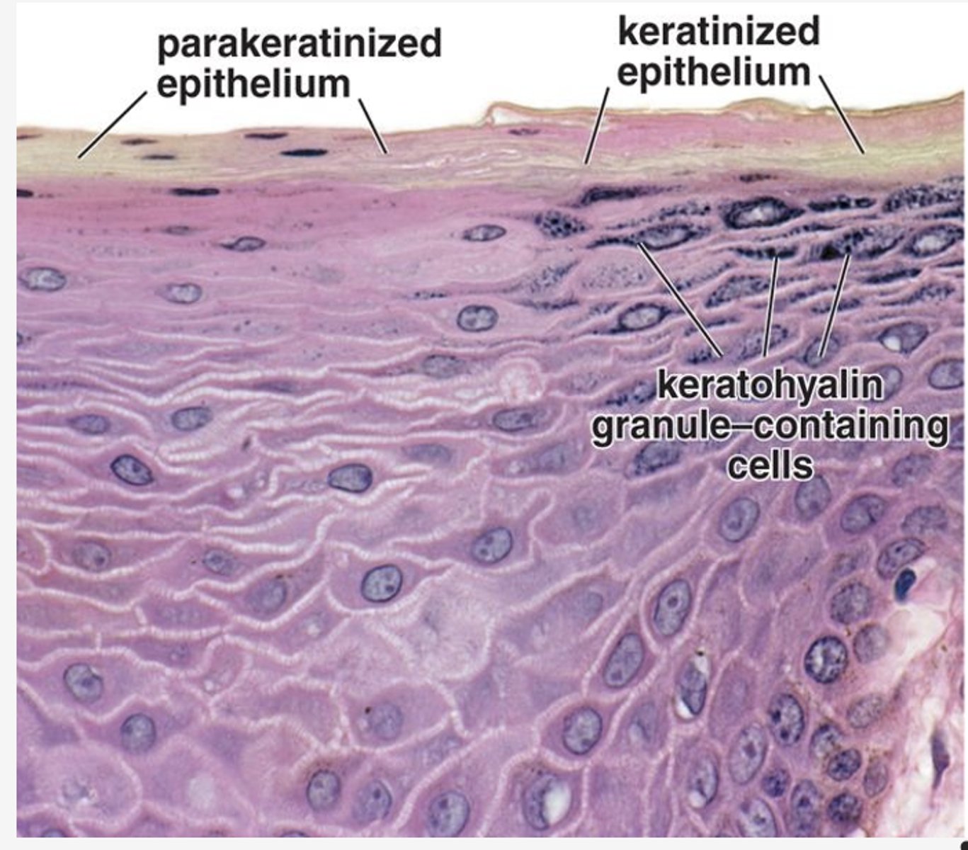 <p>Identify the type of mucosa</p>