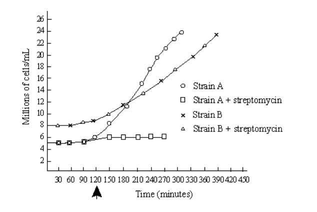 <p>Which of the following explanations best accounts for the results in Figure 1?</p><p><strong>A. </strong>Strain A grows faster than strain B.</p><p><strong>B. </strong>Strain A grows faster than strain B and is also resistant to streptomycin.</p><p><strong>C. </strong>Strain B grows faster than strain A and is also resistant to streptomycin.</p><p><strong>D. </strong>Strain B grows slower than strain A and is also resistant to streptomycin.</p>