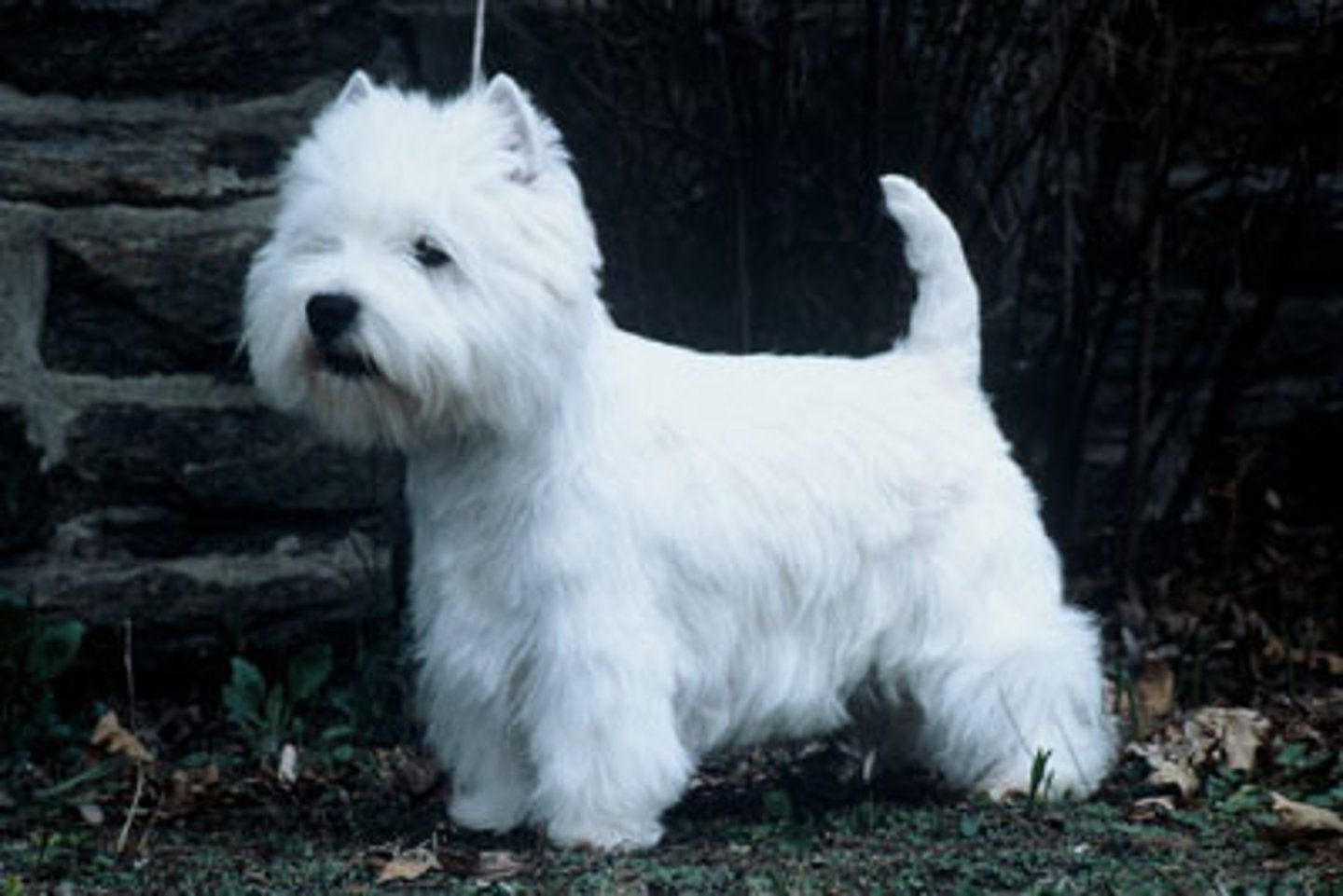 <p>blanco</p>