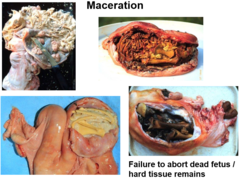 <p>Anestrus causes by the calf weaning. The less the calf suckles the less hormones released from the udders that inhibit cycling</p><p>Visual, olfactory and auditory signs of the calf have an effect</p>