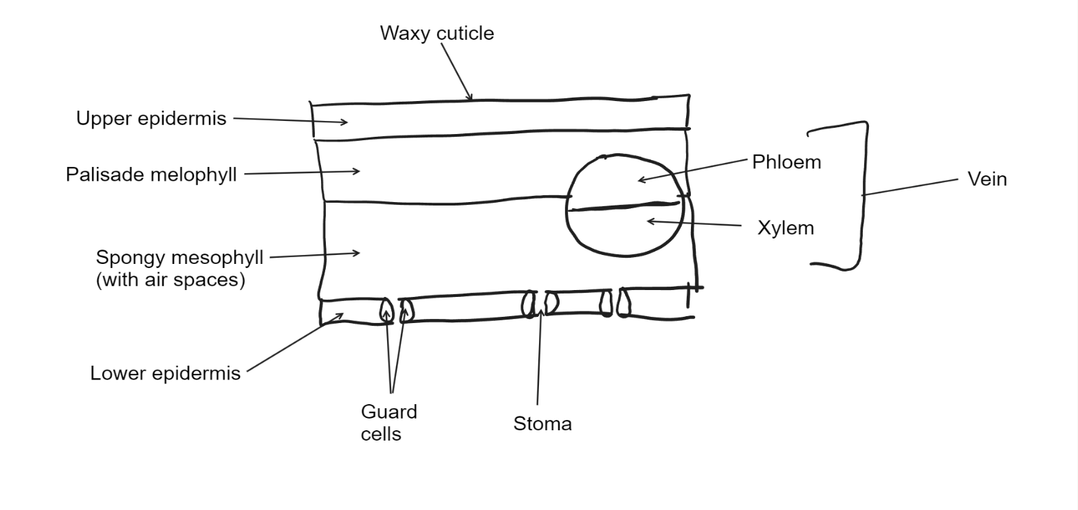 knowt flashcard image