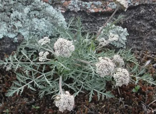 <p>Lomatium orientale</p>
