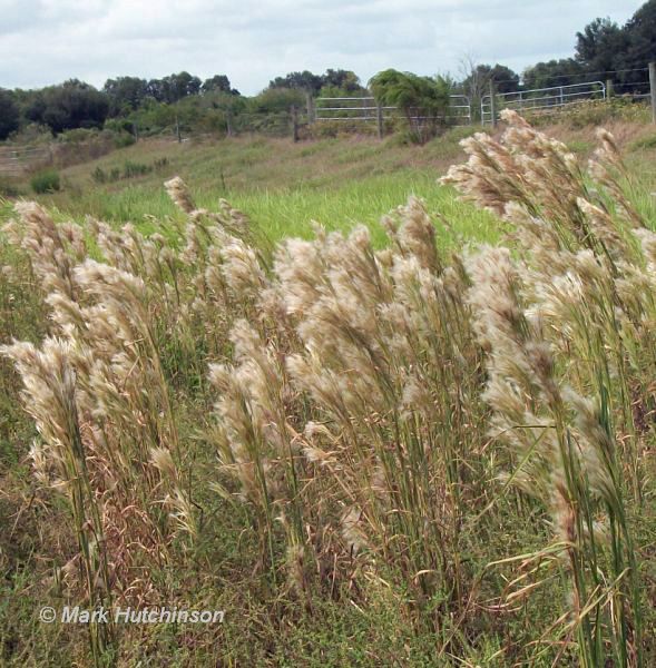 <p>Andropogon glomeratus</p><p>1. Plant growth form: Bushy bluestem is a native, perennial warm-season bunchgrass that typically grows 2–5 feet tall.</p><p>2. Native or nonnative: It is native to the southeastern United States and other parts of North America.</p><p>3. Leaves, flowers, stems, and other features: It has narrow, blue-green leaves and fluffy, silvery-white flower clusters that turn tan or rusty brown as they mature, giving the seed heads a bushy appearance.</p><p>4. Wildlife use: It provides cover and nesting habitat for birds and small wildlife, and its seeds may be eaten by some birds and other seed-eating animals.</p><p>5. Other important information: Bushy bluestem commonly grows in wet meadows, marsh edges, ditches, and other moist areas, and it can tolerate seasonally flooded soils.</p>