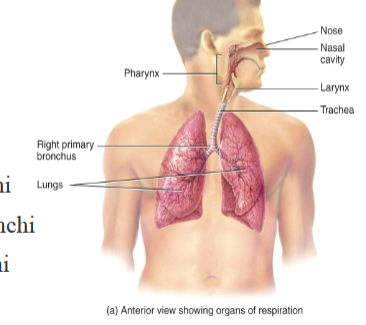 <p>Structurally, upper and lower divisions or tracts.</p><ul><li><p>upper respiratory tract nose, pharynx, larynx</p></li><li><p>lower respiratory tract larynx, trachea, bronchi and lungs</p></li></ul><p>Functionally, conducting zone and the respiratory zone.</p><ul><li><p>conducting zone: brings air to/from the site of gas exchange (external respiration): nose, pharynx, larynx, trachea, bronchi, bronchioles and terminal bronchioles.</p></li><li><p>respiratory zone : main site of gas exchange : respiratory bronchioles, alveolar ducts, alveolar sacs, and alveoli</p></li></ul><p>Air passing through the respiratory tract traverses the:</p><ul><li><p>Nasal cavity</p></li><li><p>Pharynx</p></li><li><p>Larynx</p></li><li><p>Trachea</p></li><li><p>Primary (1o) bronchi</p></li><li><p>Secondary (2o) bronchi</p></li><li><p>Tertiary (3o) bronchi</p></li><li><p>Bronchioles</p></li><li><p>Alveoli (150 million/lung)</p></li></ul><p></p>
