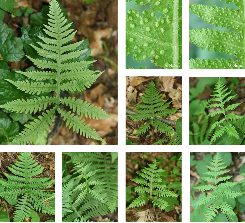 <p>Thelypteridaceae</p><p>arrowhead shape</p><p>bi-pinnatifid</p><p>basal most pinnae at different angle and largest</p><p>light green color</p>
