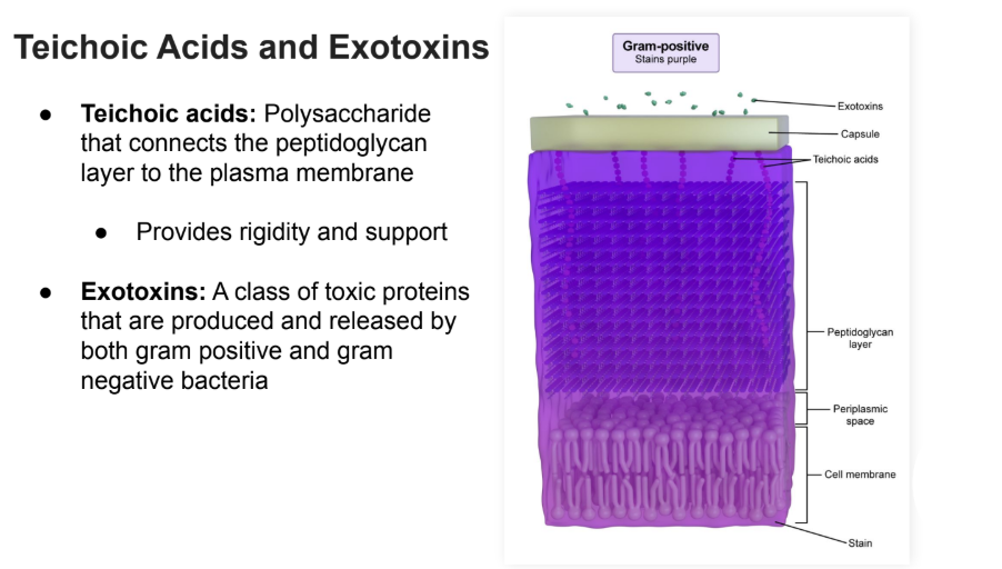 <ul><li><p><strong>Teichoic acids:</strong> Polysaccharide that connects the peptidoglycan layer to the plasma membrane</p><ul><li><p>Provides rigidity and support</p></li></ul></li></ul><p></p>