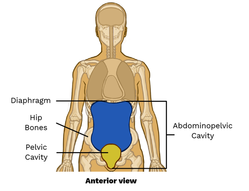 <p>medial to pelvic bones</p><p>contains reproductive organs, rectum and urinary bladder</p><p>contains inferior portion of peritoneal cavity</p>
