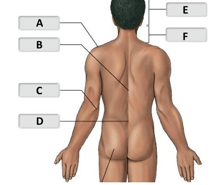 <p>Name for F</p>