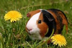 <p>guinea pig</p>