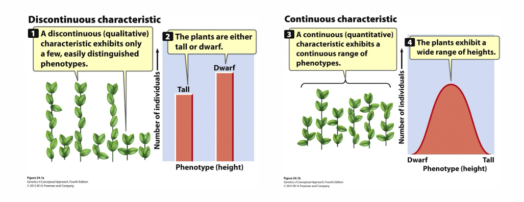<p>Mendelian traits:</p><p>- Qualitative</p><p>- Discrete</p><p>- One-or-the-other phenotype</p><p>- No in-between</p><p>.</p><p>Complex traits:</p><p>- Quantitative</p><p>- Continuous</p><p>- Polygenic/multifactorial inheritance</p>