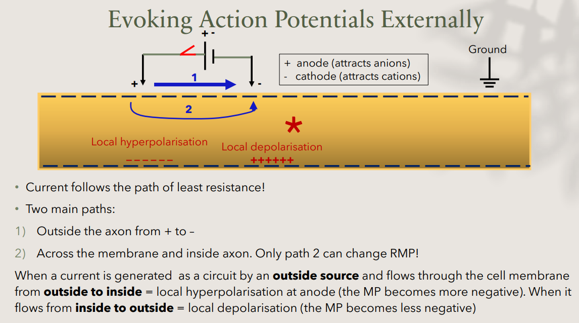 <ul><li><p>current follows the path of least resistance, two possible paths:</p><ol><li><p>outside the axon, from + to - electrode (does NOT affect RMP)</p></li><li><p>across the membrane and inside the axon (this is the only path that can change RMP)</p></li></ol></li><li><p>effect of current direction across the membrane:</p><table style="min-width: 75px;"><colgroup><col style="min-width: 25px;"><col style="min-width: 25px;"><col style="min-width: 25px;"></colgroup><tbody><tr><th colspan="1" rowspan="1" style="box-sizing: border-box; border-width: 0px 0px 0.5px; border-style: solid; margin: 0px; padding: 0px 16px 0px 0px; padding-block: 8px; vertical-align: top; --tw-font-weight: 700; font-weight: 600;"><p><strong>Current direction</strong></p></th><th colspan="1" rowspan="1" style="box-sizing: border-box; border-width: 0px 0px 0.5px; border-style: solid; margin: 0px; padding: 0px 16px 0px 0px; padding-block: 8px; vertical-align: top; --tw-font-weight: 700; font-weight: 600;"><p><strong>Effect</strong></p></th><th colspan="1" rowspan="1" style="box-sizing: border-box; border-width: 0px 0px 0.5px; border-style: solid; margin: 0px; padding: 0px 16px 0px 0px; padding-block: 8px; vertical-align: top; --tw-font-weight: 700; font-weight: 600;"><p><strong>Location</strong></p></th></tr><tr><td colspan="1" rowspan="1" style="box-sizing: border-box; border-width: 0px 0px 0.5px; border-style: solid; margin: 0px; padding: 0px 16px 0px 0px; padding-block: 8px; vertical-align: top;"><p>Outside → inside (at the <strong>anode</strong>, +)</p></td><td colspan="1" rowspan="1" style="box-sizing: border-box; border-width: 0px 0px 0.5px; border-style: solid; margin: 0px; padding: 0px 16px 0px 0px; padding-block: 8px; vertical-align: top;"><p><strong>Local hyperpolarisation</strong> (MP more negative)</p></td><td colspan="1" rowspan="1" style="box-sizing: border-box; border-width: 0px 0px 0.5px; border-style: solid; margin: 0px; padding: 0px 16px 0px 0px; padding-block: 8px; vertical-align: top;"><p>Near + electrode</p></td></tr><tr><td colspan="1" rowspan="1" style="box-sizing: border-box; border-width: 0px 0px 0.5px; border-style: solid; margin: 0px; padding: 0px 16px 0px 0px; padding-block: 8px; vertical-align: top;"><p>Inside → outside (at the <strong>cathode</strong>, −)</p></td><td colspan="1" rowspan="1" style="box-sizing: border-box; border-width: 0px 0px 0.5px; border-style: solid; margin: 0px; padding: 0px 16px 0px 0px; padding-block: 8px; vertical-align: top;"><p><strong>Local depolarisation</strong> (MP less negative)</p></td><td colspan="1" rowspan="1" style="box-sizing: border-box; border-width: 0px 0px 0.5px; border-style: solid; margin: 0px; padding: 0px 16px 0px 0px; padding-block: 8px; vertical-align: top;"><p>Near − electrode</p></td></tr></tbody></table><ul><li><p>anode (+) attracts anions</p></li><li><p>cathode (-) attracts cations</p></li></ul></li></ul><p></p>