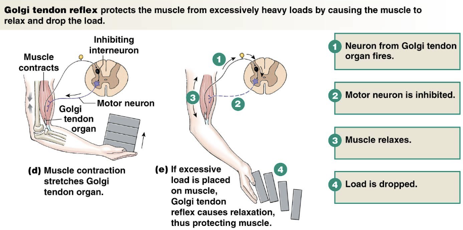<ul><li><p>Golgi Tendon organ senses tension → contraction</p></li><li><p>inhibits alpha motor neuron activity</p></li><li><p>protects muscle from injury</p></li></ul><p></p>