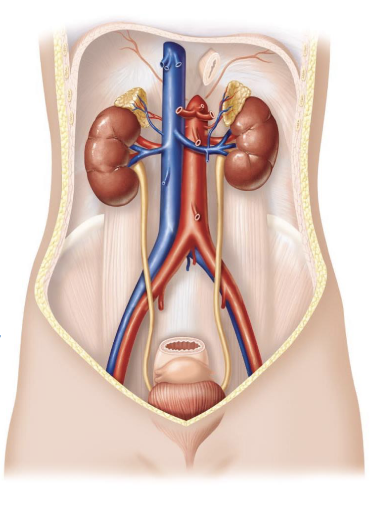<ul><li><p>through a massive filtration rate</p></li><li><p>filter ~200 liters of blood daily</p><ul><li><p>total plasma volume in an adult is 3-5 liters</p></li><li><p>filters entire plasma volume ~60x per day</p></li><li><p>this high filtration rate (glomerular filtration rate [GFR]) is essential for rapidly clearing wastes and precisely regulating bodily fluids (can be used to assess kidney function as a common clinical marker)</p></li></ul></li></ul><p></p>