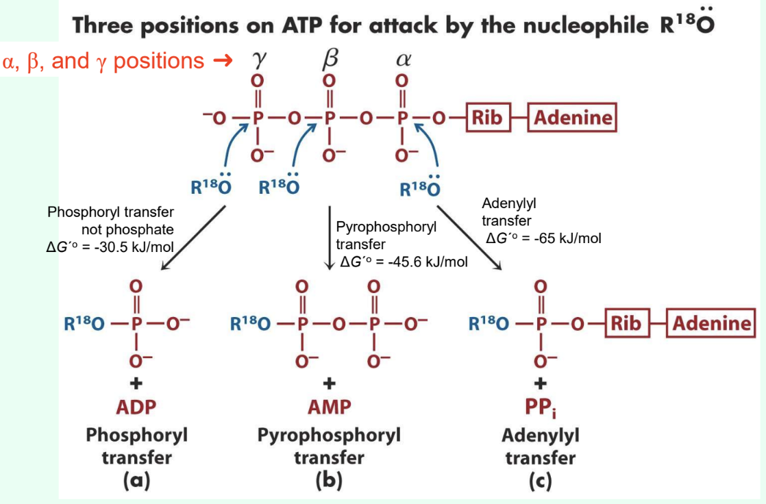 <ul><li><p><strong>γ = phosphoryl </strong>transfer</p></li><li><p><strong>β = pyrophosphoryl</strong> transfer</p></li><li><p><strong>α = adenylyl </strong>transfer</p></li></ul><p></p>