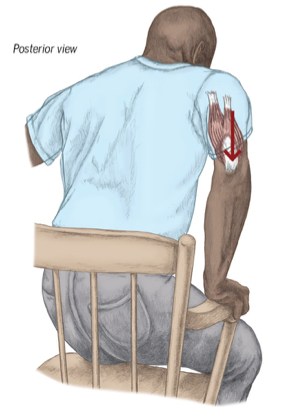 <p>triceps brachii contributes to elbow extension during mobility and posture reactions like standing up from sitting in a chair.</p>