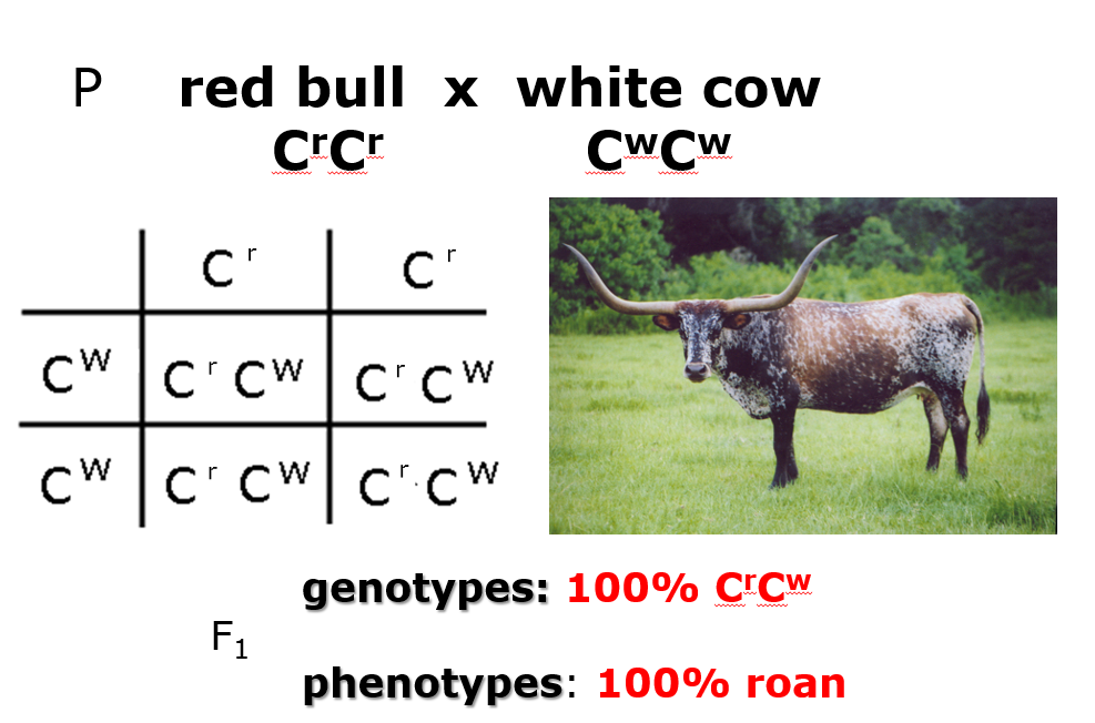 <p><strong>both</strong> alleles fully <strong>expressed </strong>→ individual expresses <strong>BOTH phenotypes </strong>at once</p>
