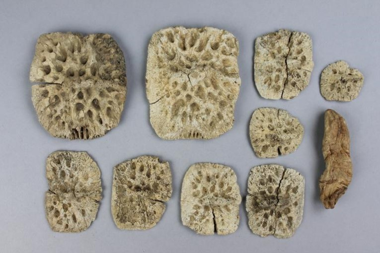 <p>What crocodilian feature is this picture showing? </p>