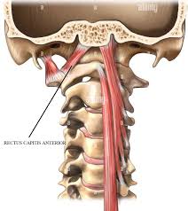 <p>Rectus Capitis Anterior + Lateralis (Both Short Muscles)</p>