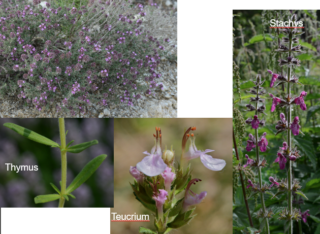 <p><span>Lamiaceae</span></p>