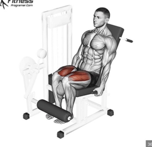 <p>Leg extension machine target muscle and joint action</p>