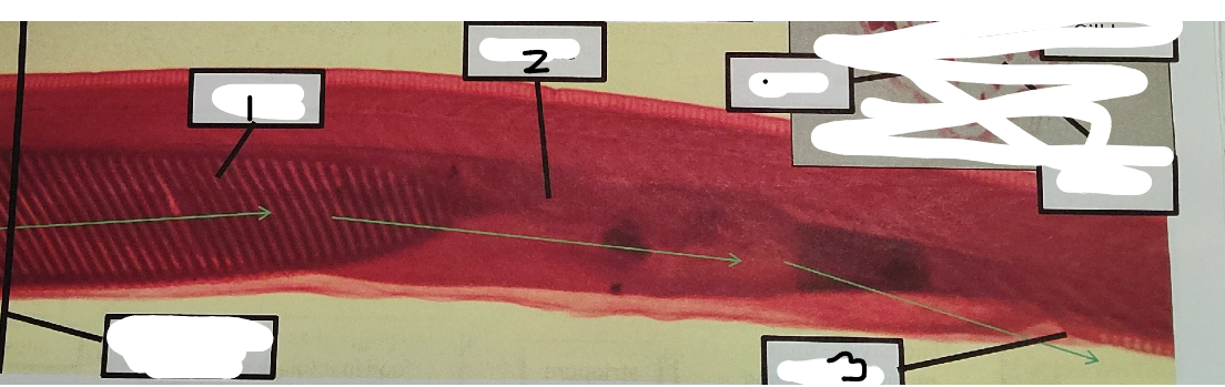 <p>point 2 on this lancelet</p>