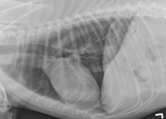 <p>ID lesion</p>