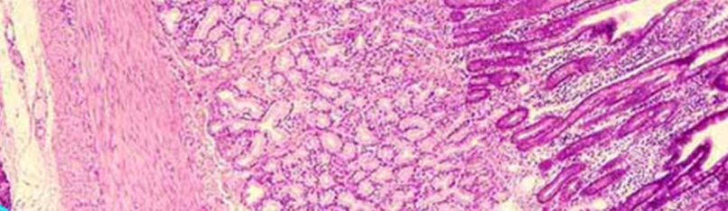<p>Name these layers left to right (duodenum)</p>