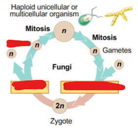 <p>fungi sexual life cycle</p>