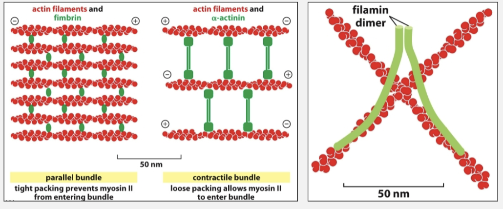 <ul><li><p>activation of different actin binding proteins in different regions of the cell</p></li></ul><p></p>