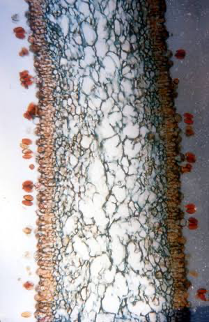 <p>club fungi; phyla of fungi; 25,000 species (<strong>yeasts</strong>, <strong>mushrooms</strong>, puffballs, rusts, smuts); septate hyphae; lack of asexual reproduction; fruiting body known as basidiocarp (mushroom) formed from intertwined eukaryotic hyphae; basidia line the fruiting body (produce the diploid zygote that produces haploid basidiospore)</p>