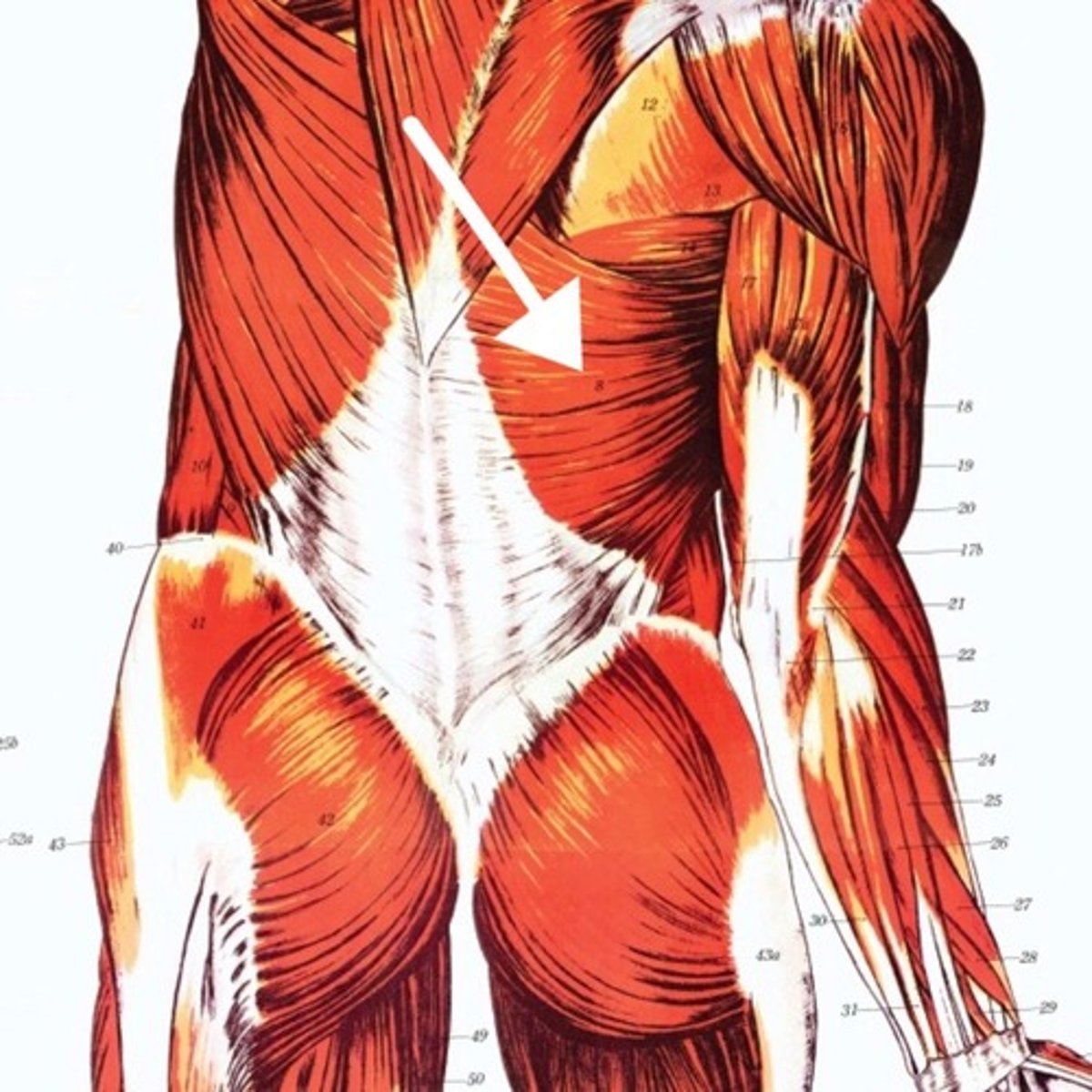 <p>What is this muscle?</p>
