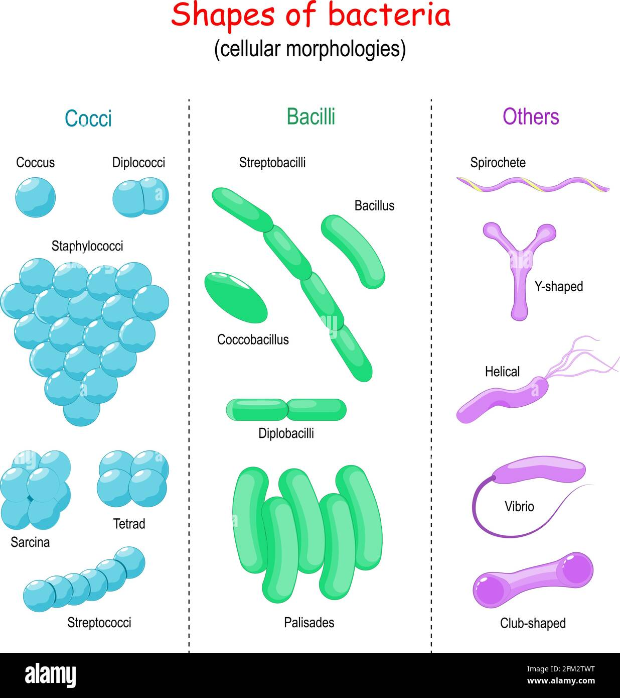 <p>Prokaryotes w/peptidoglycan wall</p><p>Form: Coccus, bacillus, and spiral</p><p>Energy: Organic, inorganic, or photosynthesis</p>